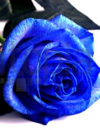 Chat Partner : blauerose65